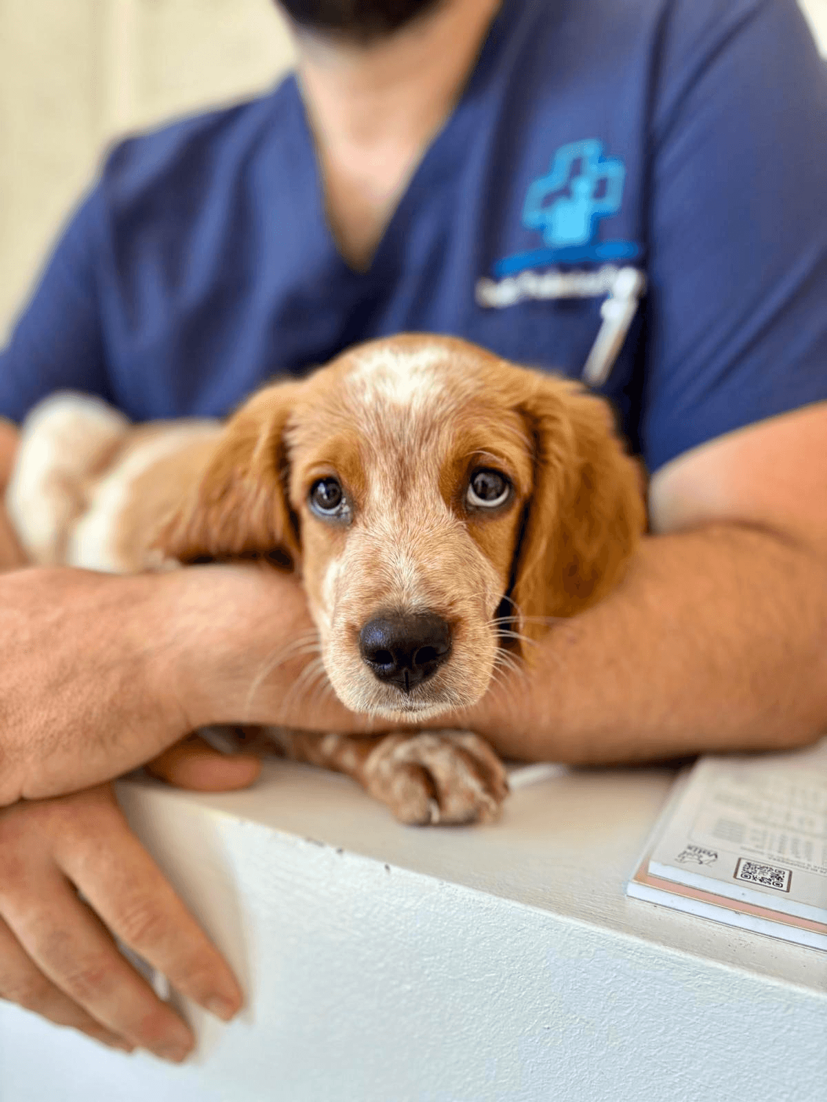 Vaccinazioni del Cane: Quando e Perché