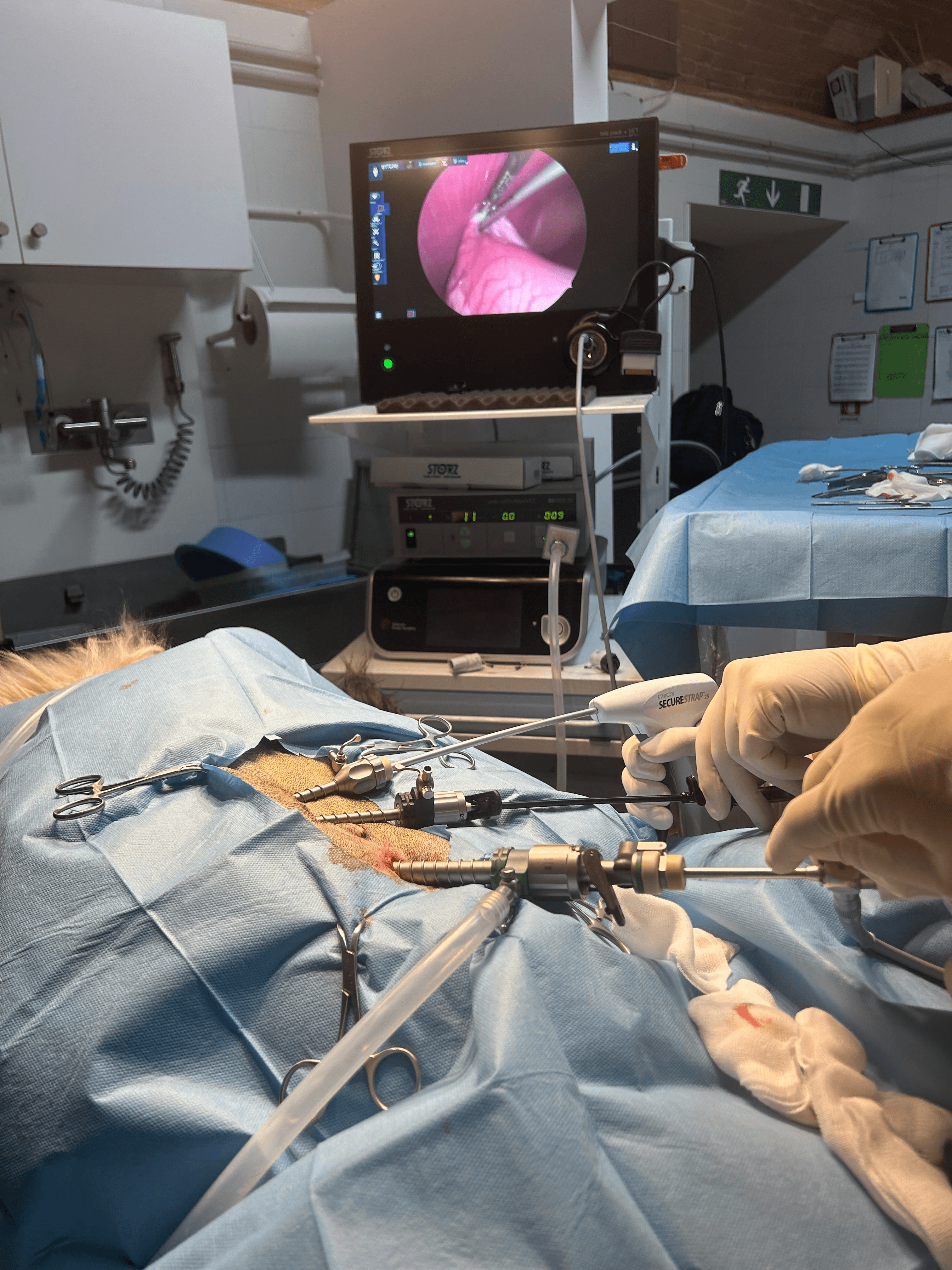Chirurgia Mini-Invasiva per Animali: Laparoscopia Veterinaria